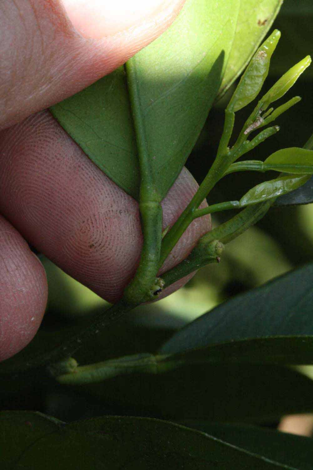              Petiole (Riverside, CA)       